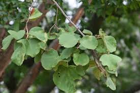 Image result for Cordia grandicalyx