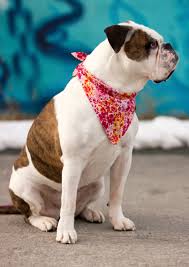 Red Fuchsia Floral Dog Bandana Lightweight Tie Puppy Scarf Etsy Puppy Scarf Dog Bandana Puppies