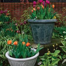 We did not find results for: How To Plant Tulips In Pots Finegardening