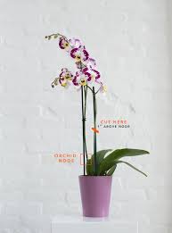 Image result for orchid cuttings
