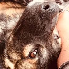 Profile for Loki Dog