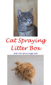 For example, you may see him make some strange body movements such as arching the back and jerking their tail. When Do Male Cats Start To Spray Gallery