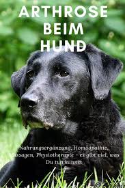Pin Auf Die Besten Tipps Tricks Rund Um Den Hund