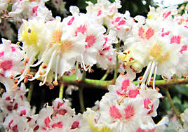 Maybe you would like to learn more about one of these? The Horse Chestnut Tree And Conkers Facts And Uses Owlcation