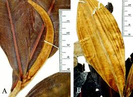 Image result for Balthasaria schliebenii