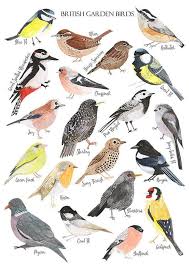 British Birds Print Watercolour Art Print British Nature