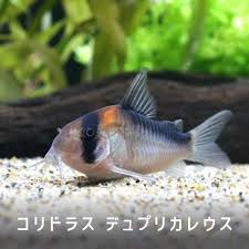 AQUALASSIC（アクアラシック）