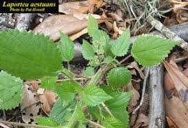 Image result for Laportea alatipes