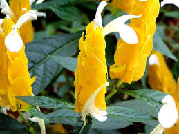 Image result for Pachystachys