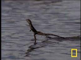The Jesus Lizard Can Walk On Water