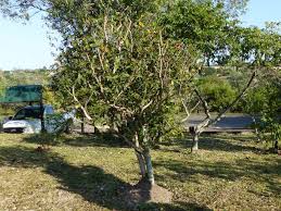 Image result for Ochna natalitia