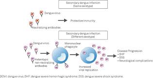 Fdengue igm and igg responses f role of ige in pathogenesis • total and dengue specific ige antibody levels are higher in dhf and dss patients compare to dd patients • total. Scielo Brasil Advances And New Insights In The Neuropathogenesis Of Dengue Infection Advances And New Insights In The Neuropathogenesis Of Dengue Infection