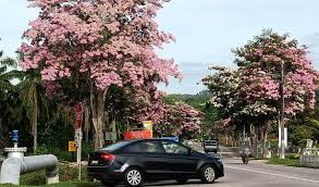 Other trees include the casia biflora, tembusu padang, pokok merawan siput jantan, penaga lilin, pokok bunga tanjung, pokok kasa and several other species which are suitable with the landscape of the areas, he said. Tujuh Tasik Di Kuala Lumpur Bakal Berwajah Baharu Dengan Sejuta Pokok Termasuk Sakura Malaysia Isu Semasa Semasa Forum Cari Infonet