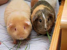 The bornean bearded pig (sus barbatus), also known ambiguously as the bearded pig, is a species in the pig genus, sus. Guinea Pig Wiktionary