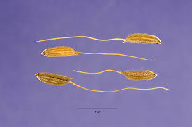 Image result for Oryza barthii