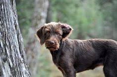 Want to list your puppies for sale? 78 Pudel Pointer Ideas Hunting Dogs Dogs Dog Breeds