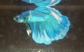 Types Of Fighter Fish Vang Bettas