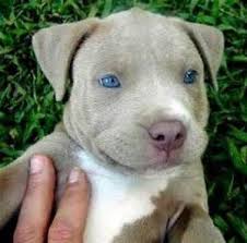 Black And White Pitbull Puppy With Blue Eyes American Blue Brindle Pitbull Puppies With Blue Eyes Bing Images Cute Dogs Cute Small Animals American Pitbull Terrier