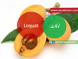 Fruits Vocabulary With Urdu Hindi Pictures Vocabulary In Urdu Fruits Names With Pictures Fruits Vocabulary In English Vocabulary Learn English Vocabulary
