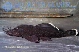 Er wird auch als tüpfelantennenwels bezeichnet. Weisssaum Antennenwelse Aquarium Glaser Gmbh