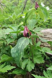 Image result for Triraphis purpurea