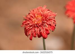 Image result for Gerbera viridifolia