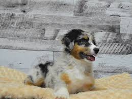 Contact us today and start an exciting journey. Australian Shepherd Dog Male Merle 2891649 Petland Dunwoody Puppies For Sale