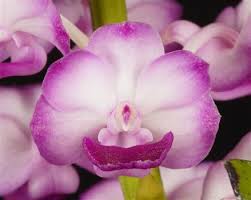 Image result for Rhynchosia resinosa