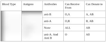 Blood Typing Diagram Quizlet