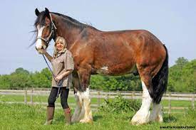 Pictured Duke The 6ft 5in Shire Horse That Is Britain S Tallest But He S Still Scared Of Mice Shire Horse Horses Big Horses