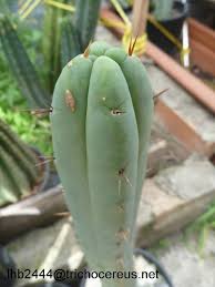 It is the south american cousin to peyote, and most notably contains the psychoactive alkaloid known as mescaline. Pin On Cactus Jerk Flower Hybrids Trichocereus