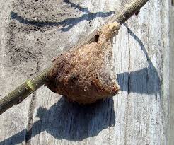 Typical insect eggs contain nutrients to support embryogenesis and produce newly emerged first instars. Insect And Spider Identification Egg Case What Kind 1 By Lincolnitess