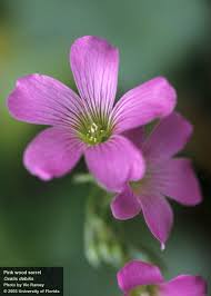Image result for Oxalis debilis