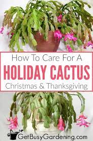 Holiday Cactus Care How To Grow Thanksgiving And Christmas Cactus Cactus Care Christmas Cactus Holiday Cactus