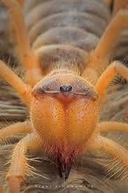 Its name also stems from the urban myth that camel spiders. Camel Sprder