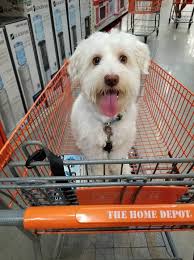 WJTV 12's Focused On Pets