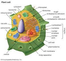 Cell Wall Description Properties Components Communication Britannica