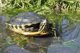 However, they are a sexually dimorphic species, meaning there is a significant difference in size between males and females. Yellow Bellied Slider Care Sheet Diet Care Lifespan More Facts