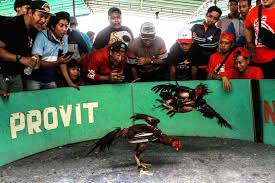 Nama ayam menurut primbon jawa. Dalih Lestarikan Tradisi Para Penggemar Ayam Indonesia Adakan Kontes Lipur Stigma Judi Mongabay Co Id Mongabay Co Id