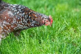 There are three speckled sussex hens in the big barn flock. Speckled Sussex Chicken A Favorite Backyard Breed Backyard Poultry