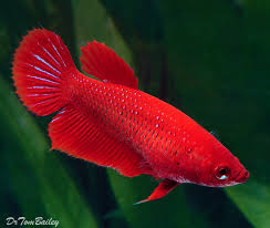 She's a female veiltail betta who has a red base with a rainbow shift that is mostly blue is soft light. Female Betta Fish For Sale Aquariumfish Net