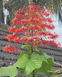 Image result for Clerodendrum silvanum