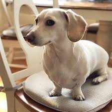 15 Glorious Diverse Dachshund Breed Tips And Ideas Sevimli Kopekler Kopek