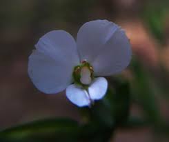 Image result for Canscora alata