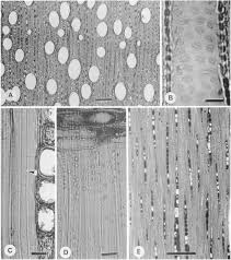 Image result for Monotes glaber