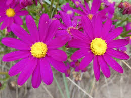 Image result for Senecio elegans