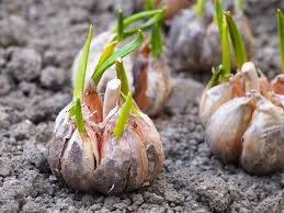 Use pots that are at least 6 inches deep to. 7 Gardening Tasks For June Plant Garlic And Shallots Feed Leafy Crops Thisnzlife