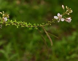 Image result for Cleome oxyphylla