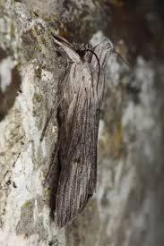 Image result for Cucullia umbratica