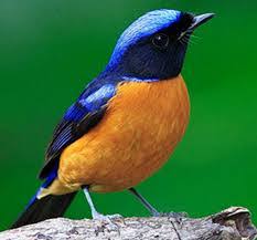 Daerah sebarannya meliputi kamboja, china, hongkong, indonesia, laos, myanmar, thailand, dan vietnam. Inilah 5 Jenis Burung Tledekan Pet Food Indonesia
